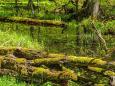 Bialowieza Nationalpark