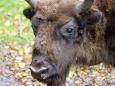 Bialowieza Nationalpark