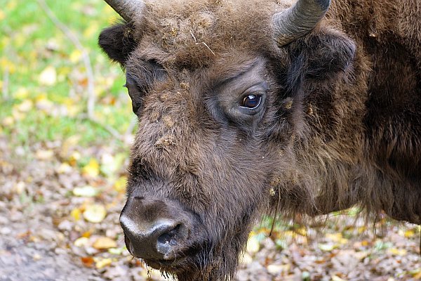 Bialowieza Nationalpark