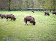 Bialowieza Nationalpark