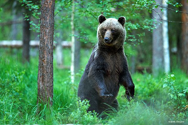 Braunbärbeobachtung in Estland - Erlebnis Bärenhütte