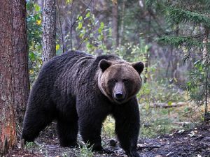 Braunbärbeobachtung in Estland - Abenteuer Bärenhütte