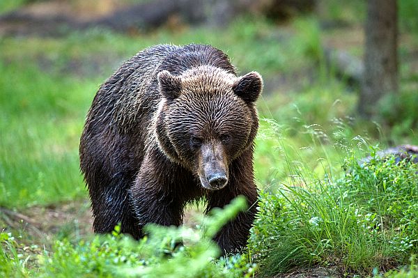 Braunbärbeobachtung in Estland - Erlebnis Bärenhütte