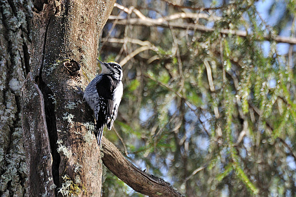 Smart-guidet individuelle Naturerlebnisreise in Estland