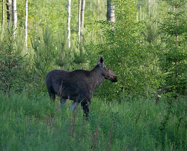 Smart-guidet individuelle Naturerlebnisreise in Estland