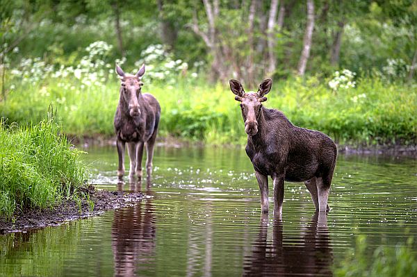 Braunbär - Beobachtung in Estland: Erlebnis Bären - Hütte