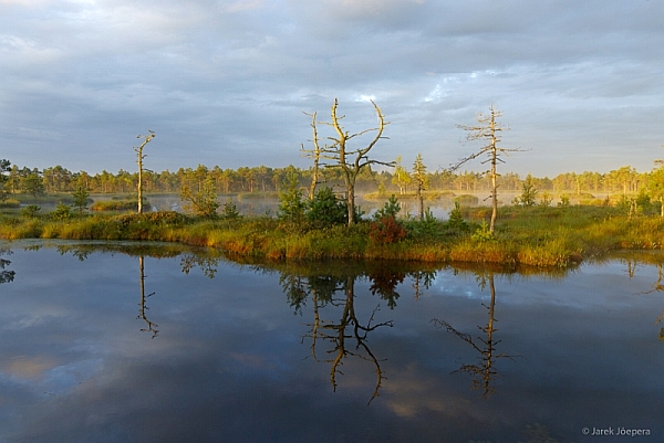 Smart-guidet individuelle Naturerlebnisreise in Estland
