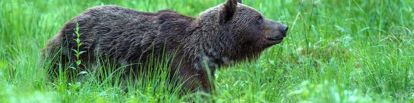 Braunbär - Beobachtung in Estland - Erlebnis Bärenhütte