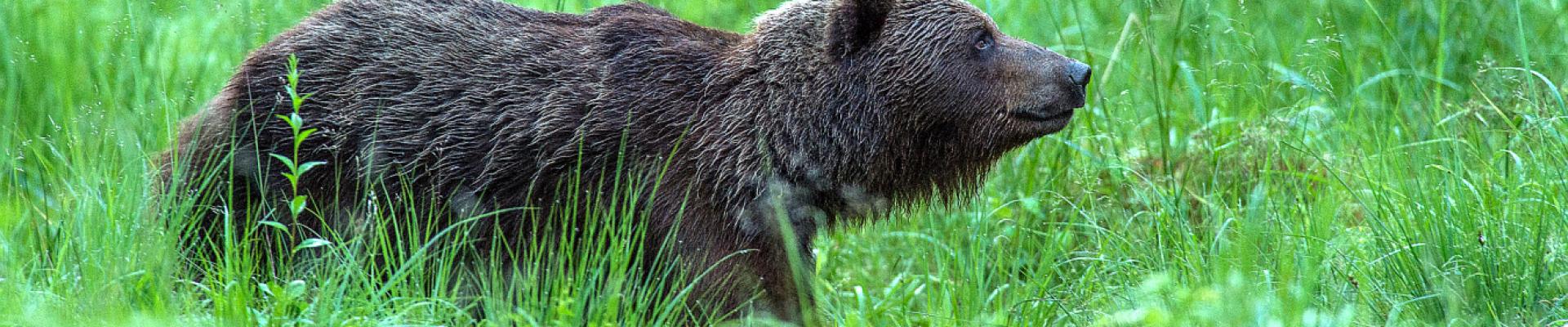 Braunbär - Beobachtung in Estland: Erlebnis Bären - Hütte