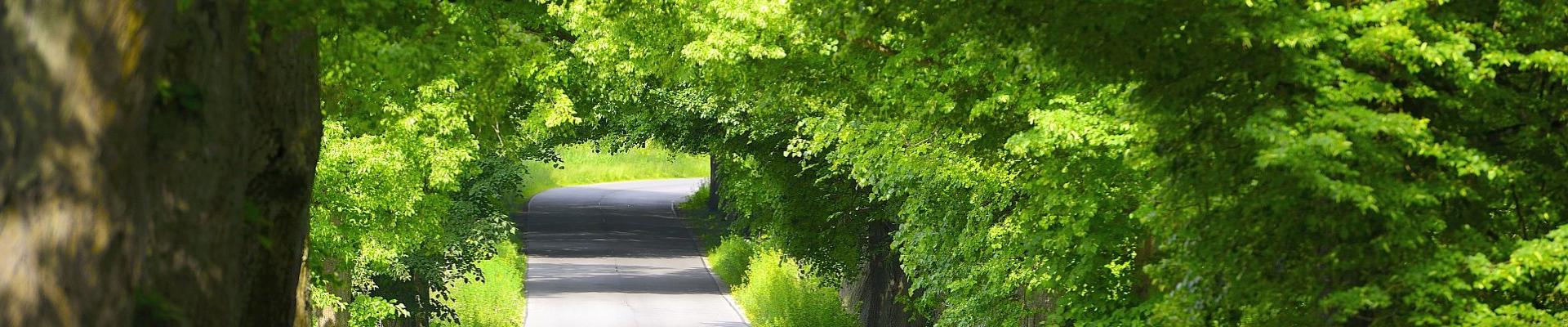 Allee in Masuren - Reise nach Ostpreußen