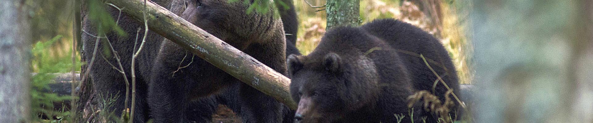 Braunbärenbeaobachtung in Estland - Naturreise Wildes Baltikum