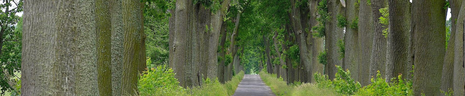 Allee in Masuren