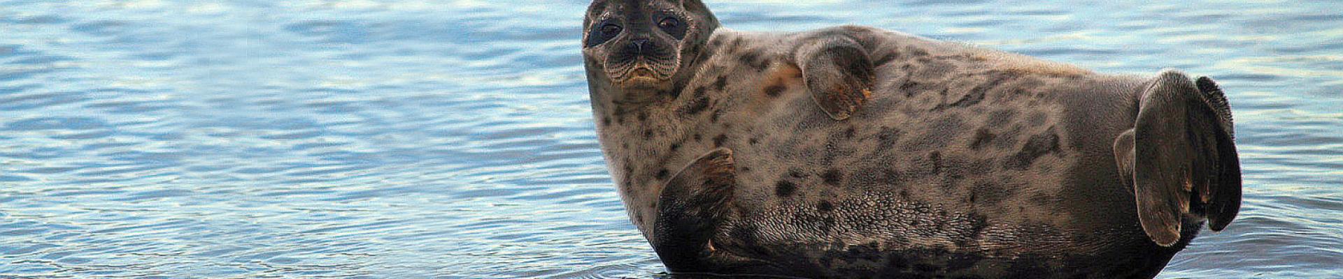 Robbenbeaobachtung - Naturreise Wildes Baltikum