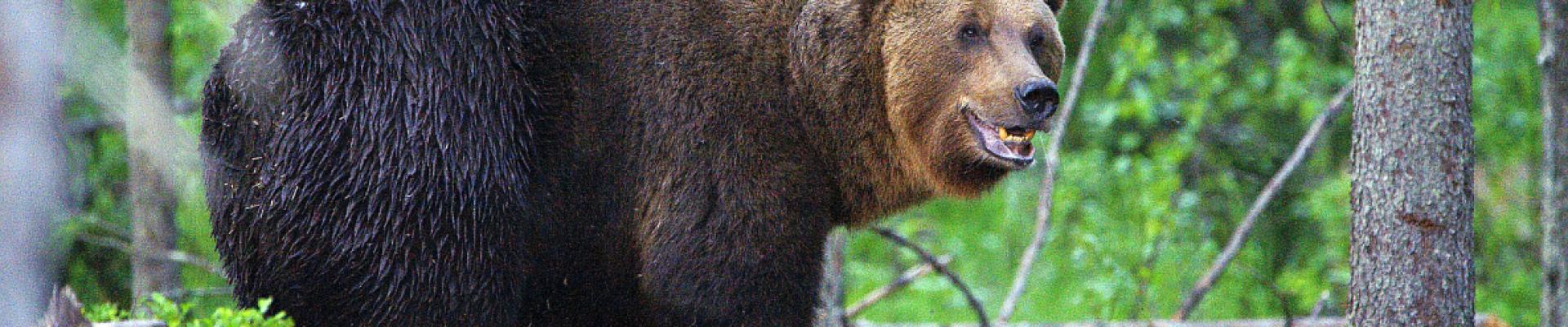 Braunbär - Beobachtung in Estland: Erlebnis Bären - Hütte