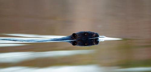 Wildtierbeobachtung in Estland