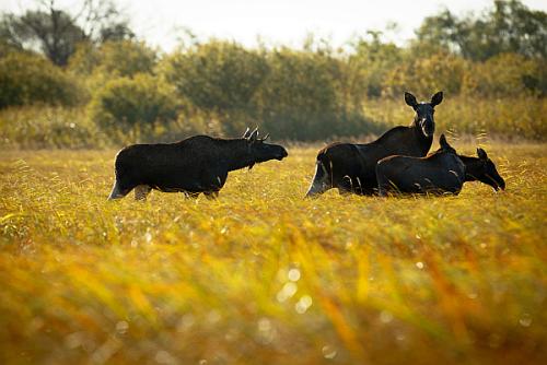 Elche - Wildtierbeobachtung in Estland