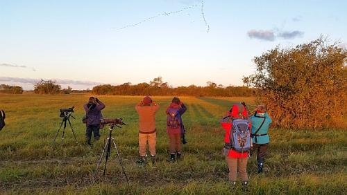 Wildtierbeobachtung in Estland