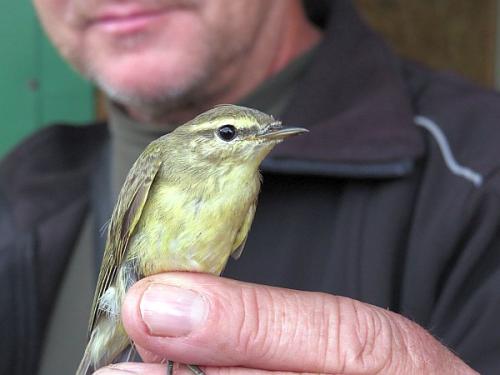 In der Vogelwarte am Windenburger Eck