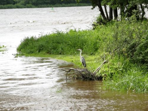 Naturparadies Memeldelta