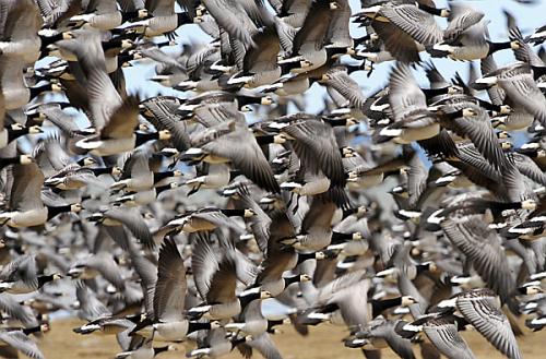 Naturreise Wildes Baltikum