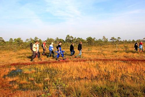 Aktiv - Reise Inseln & Nationalparks Estlands - Moorwanderung