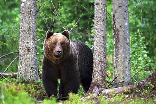 Braunbärbeobachtung in Estland