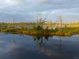 Wildnis in Estland