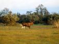 Elche - Wildtierbeobachtung in Estland