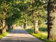 Allee nach Trakehnen