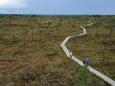 Wanderpfad im Hochmoor
