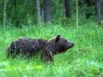 Braunbär - Beobachtung in Estland: Erlebnis Bären - Hütte