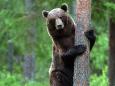 Braunbär - Beobachtung in Estland: Erlebnis Bären - Hütte