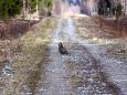 Smart-guided individuelle Naturerlebnisreise in Estland