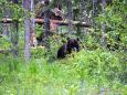 Braunbär - Beobachtung in Estland: Erlebnis Bären - Hütte