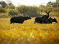 Estlands Natur entdecken - Naturerlebnisreise Wildes Baltikum