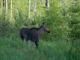 Smart-guided individuelle Naturerlebnisreise in Estland