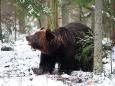 Braunbär - Beobachtung in Estland: Erlebnis Bären - Hütte