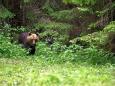 Braunbär - Beobachtung in Estland: Erlebnis Bären - Hütte