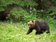 Braunbär - Beobachtung in Estland: Erlebnis Bären - Hütte
