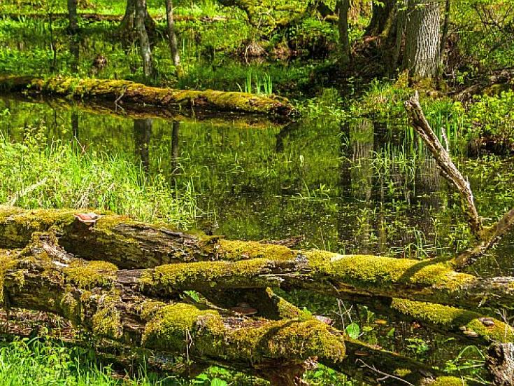Bialowieza Nationalpark