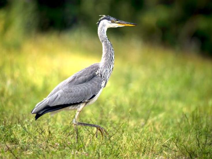 Natur Pur im Baltikum