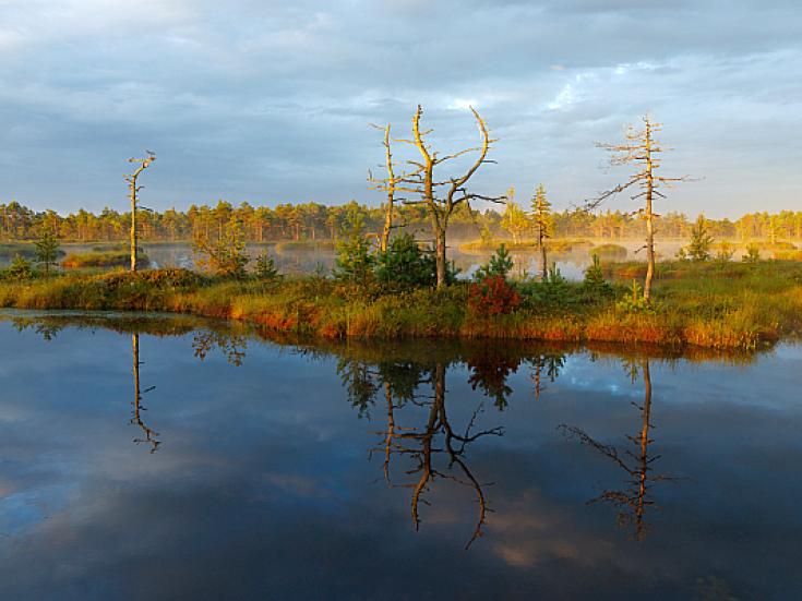 Hochmoor in Estland