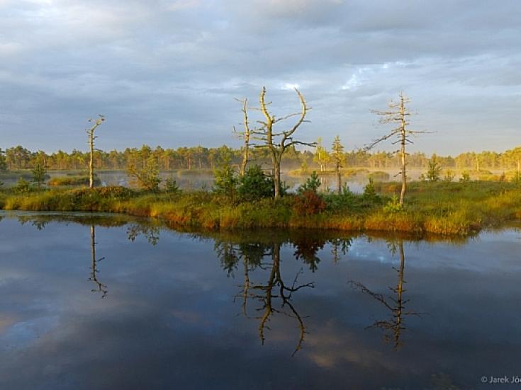Wildnis in Estland