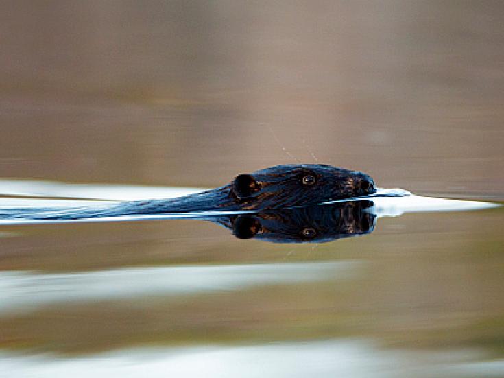 Wildtierbeobachtung in Estland