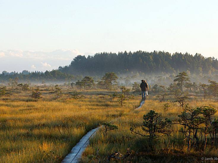 Wildnis in Estland