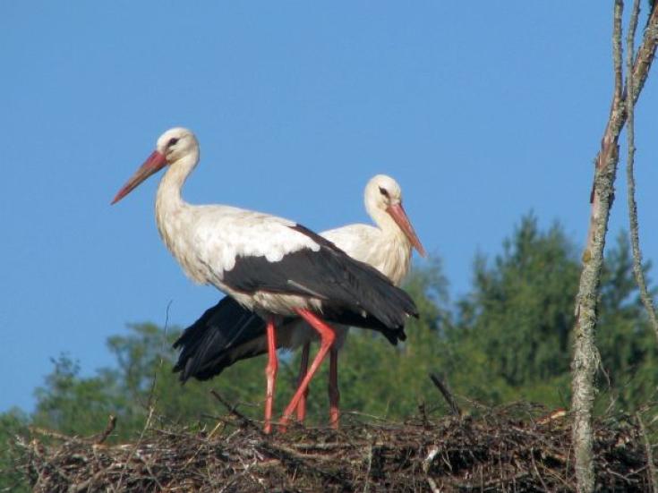 Storchenland Lettland
