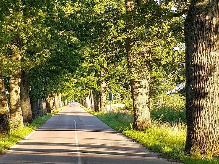 Allee nach Trakehnen