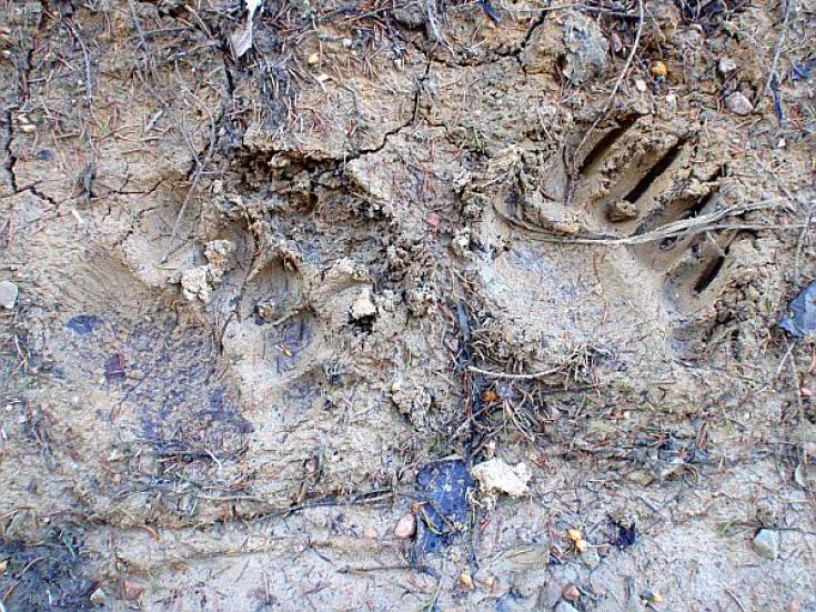 Braunbär - Beobachtung in Estland: Erlebnis Bären - Hütte