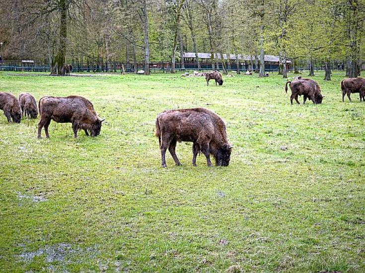 Bialowieza Nationalpark