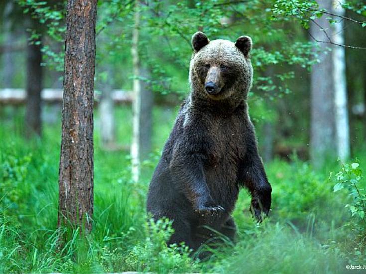 Braunbärbeobachtung in Estland - Erlebnis Bärenhütte